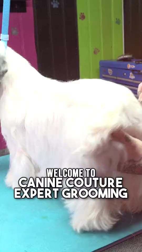 Canine Grooming